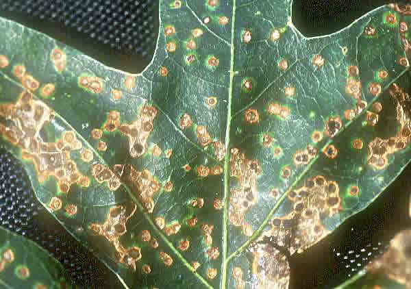 Gall Damage