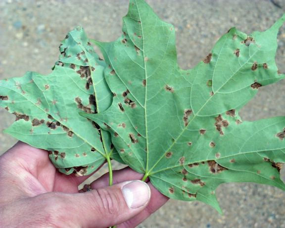 Maple Leaf with Aphid Infestation