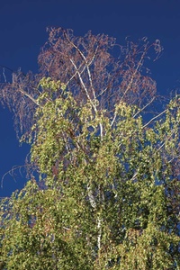 Shrub Shaping, Trimming, Pruning, hedging