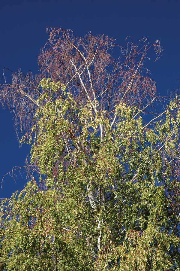 Birch Tree with Borer Infestation