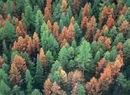 Corrective tree Pruning