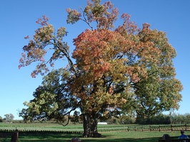 Tree Trimming