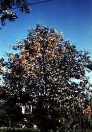 tree wilt tree drought stress