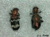 Pine Beetle