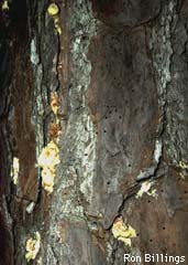 Pitch Tubes from an infestation on a Pine Tree