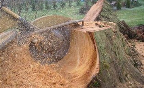Spokane A1 Tree and Stump Removal Service: Stump removal and grinding