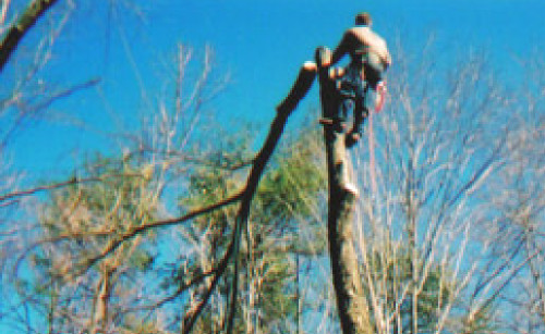 Spokane A1 Tree and Stump Removal Service: Tree Services